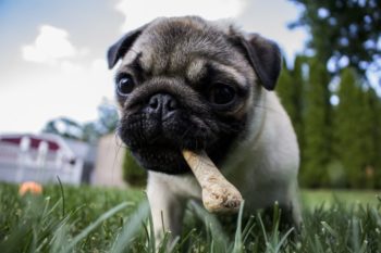 Alimentação para Filhotes de Cachorro – Saiba escolher
