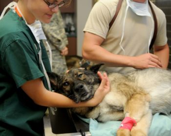 Neurologista Veterinário – Conheça a especialidade