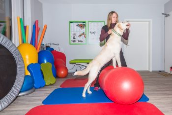 Nova PET FISIO Juiz de Fora – Difundindo a Fisioterapia