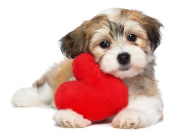 Cardiologia Veterinária – Doenças Cardíacas Possíveis