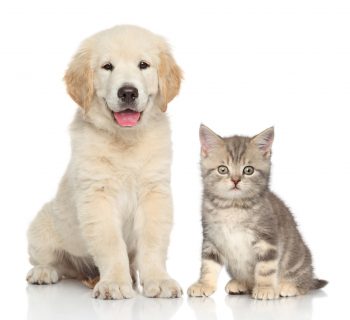 Nomes para Cachorro – Opções de A a Z para Machos e Fêmeas