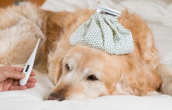 Cuidados de Inverno com os Cães – Evitando o Frio