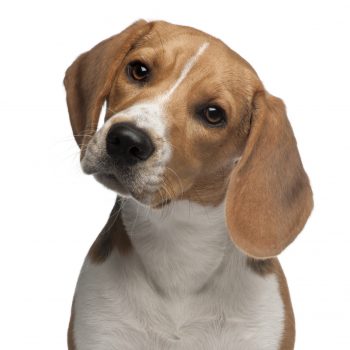 Epilepsia Canina – Como Lidar com Sabedoria?