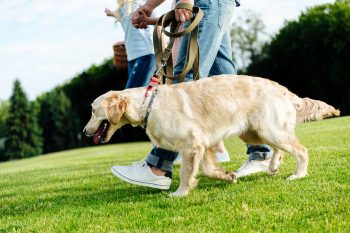 Denervação Coxofemoral em Cães – Compreenda