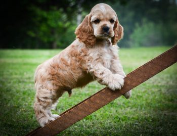 Escada para Cachorro – Evitando Problemas