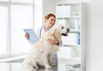 Hipotireoidismo em Cães – Entenda por Completo