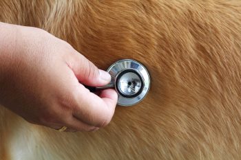 Insuficiência Valvar Mitral em Cães – Compreenda