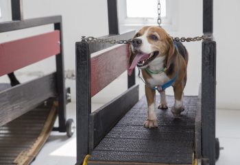Clínica de Reabilitação Animal – Resgatando Vidas