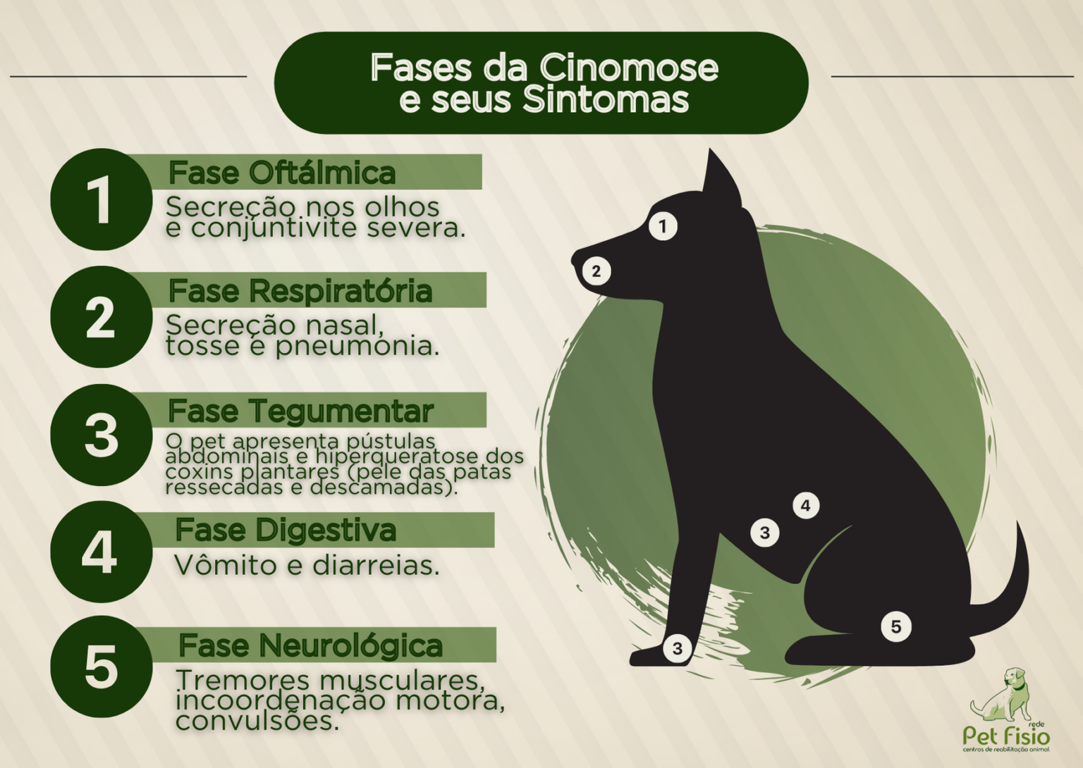 Quanto Tempo Para Recupera O Da Cinomose Pet Fisio