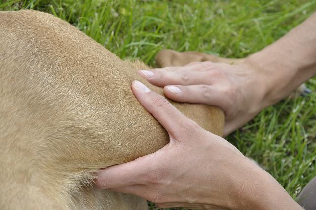 Fisioterapia para Cães com Displasia