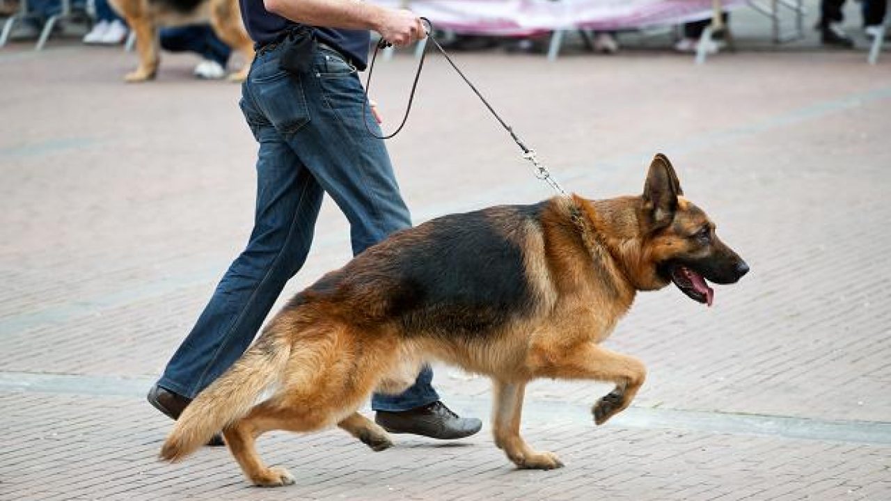 Displasia de Quadril Canina – Hospital veterinario levet
