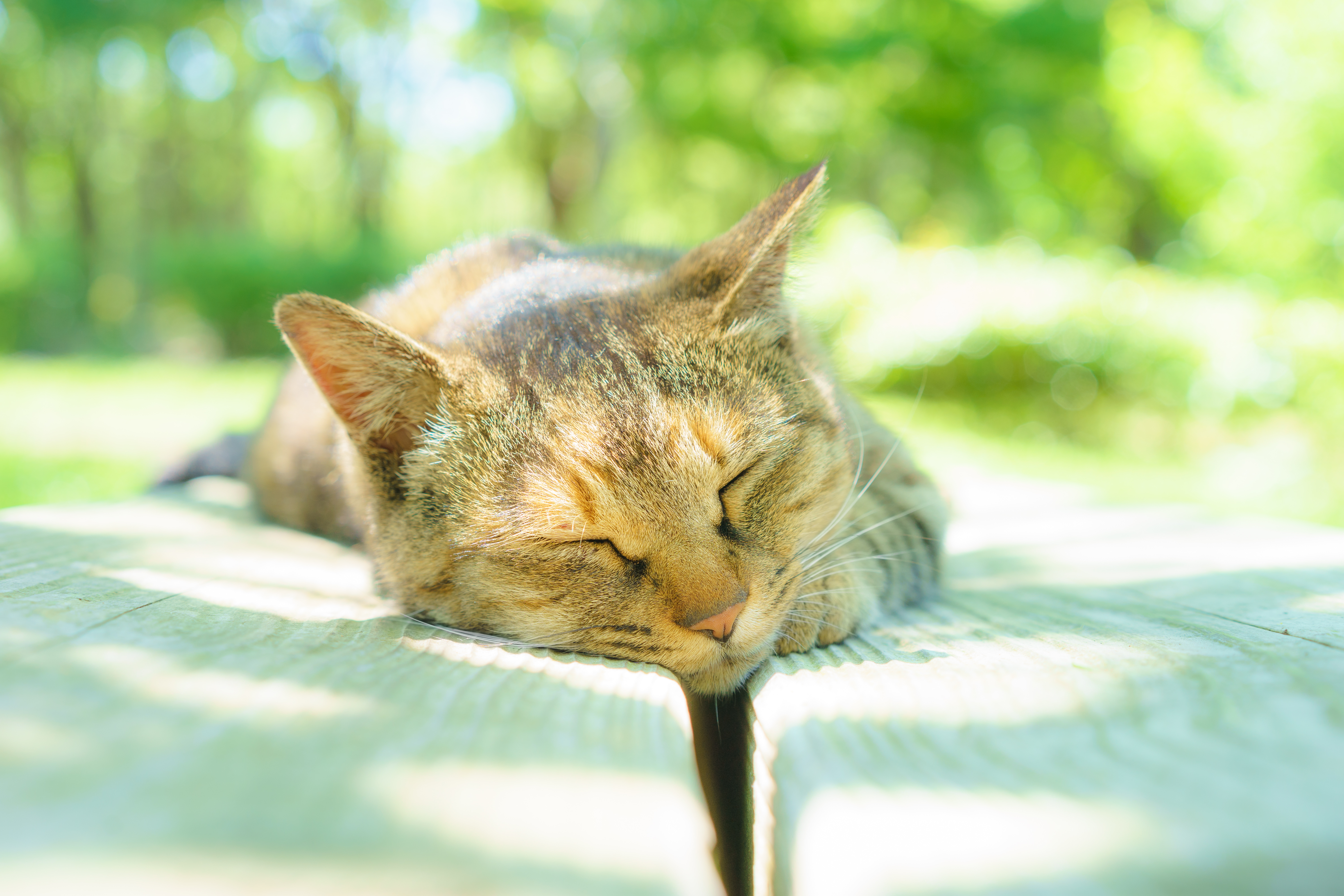 Gatos 'anões' sofrem com dores articulares e têm expectativa de