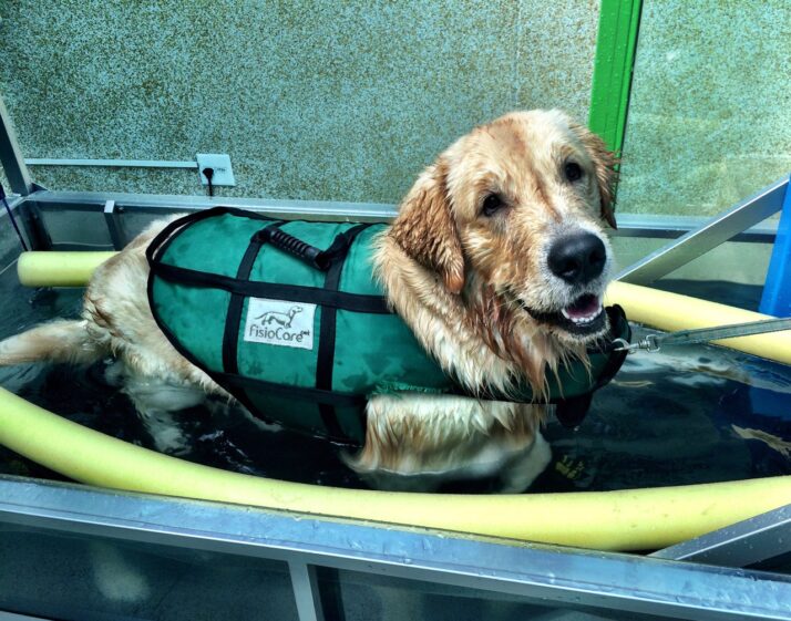 Displasia Coxofemoral em Cães