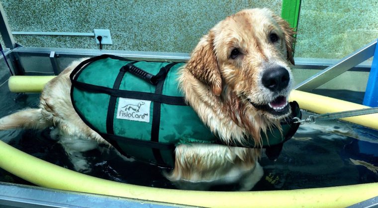 Displasia Coxofemoral em Cães