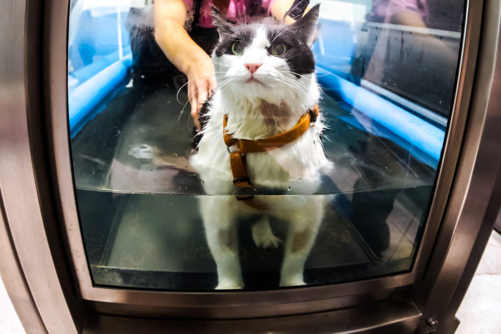 Fisioterapia em Gatos – Felinos também Precisam