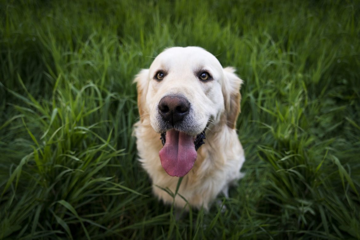 Fisioterapia para Cães – Conte Conosco!
