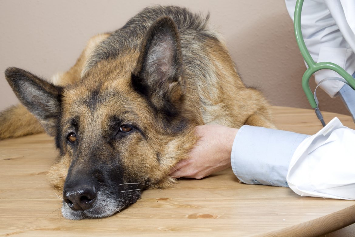 Artrose em Cães – Encontre os Sintomas e Trate!