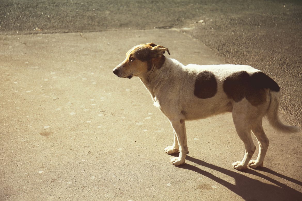 O que é Displasia Canina? Compreenda e saiba como Tratar