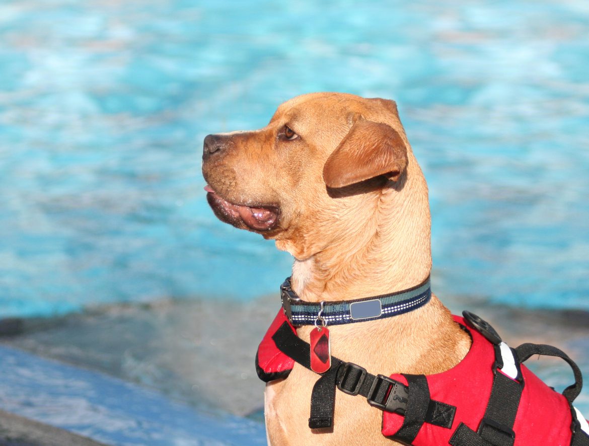 Esteira Aquática para Cães – A água como Tratamento Eficaz!