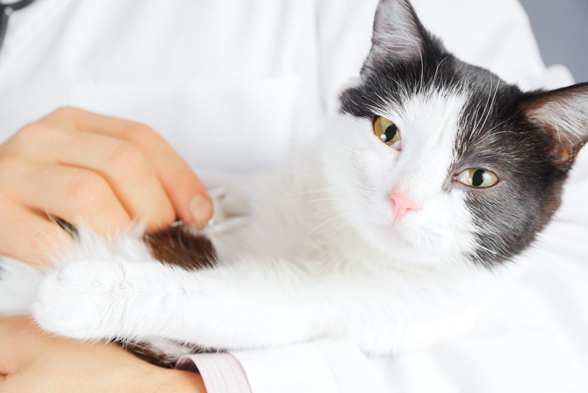 Ortopedia para Gatos – Tratamentos Eficazes para os Felinos