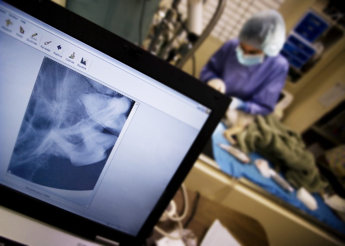 Radiologia Veterinária – Importância e Utilização Prática