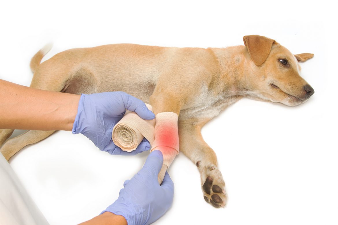 Ortopedia em Cachorro – Quais Doenças e Lesões Tratamos?