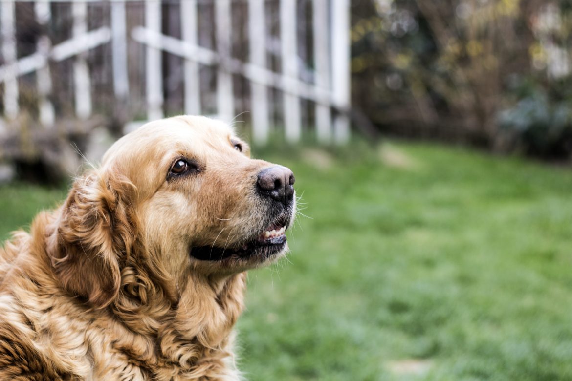 Cachorro Ofegante – Causas e Terapias