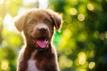 Nomes para Cachorro – De A a Z