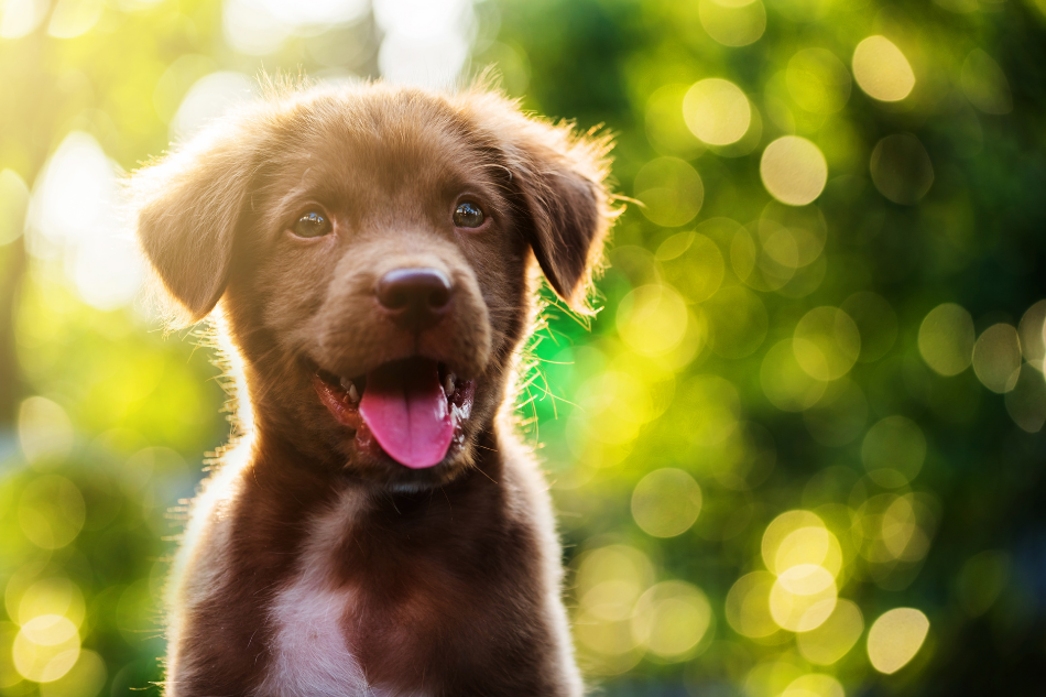 Ideias de Nomes para Cães e Cadelas de A a Z, Mais conselhos