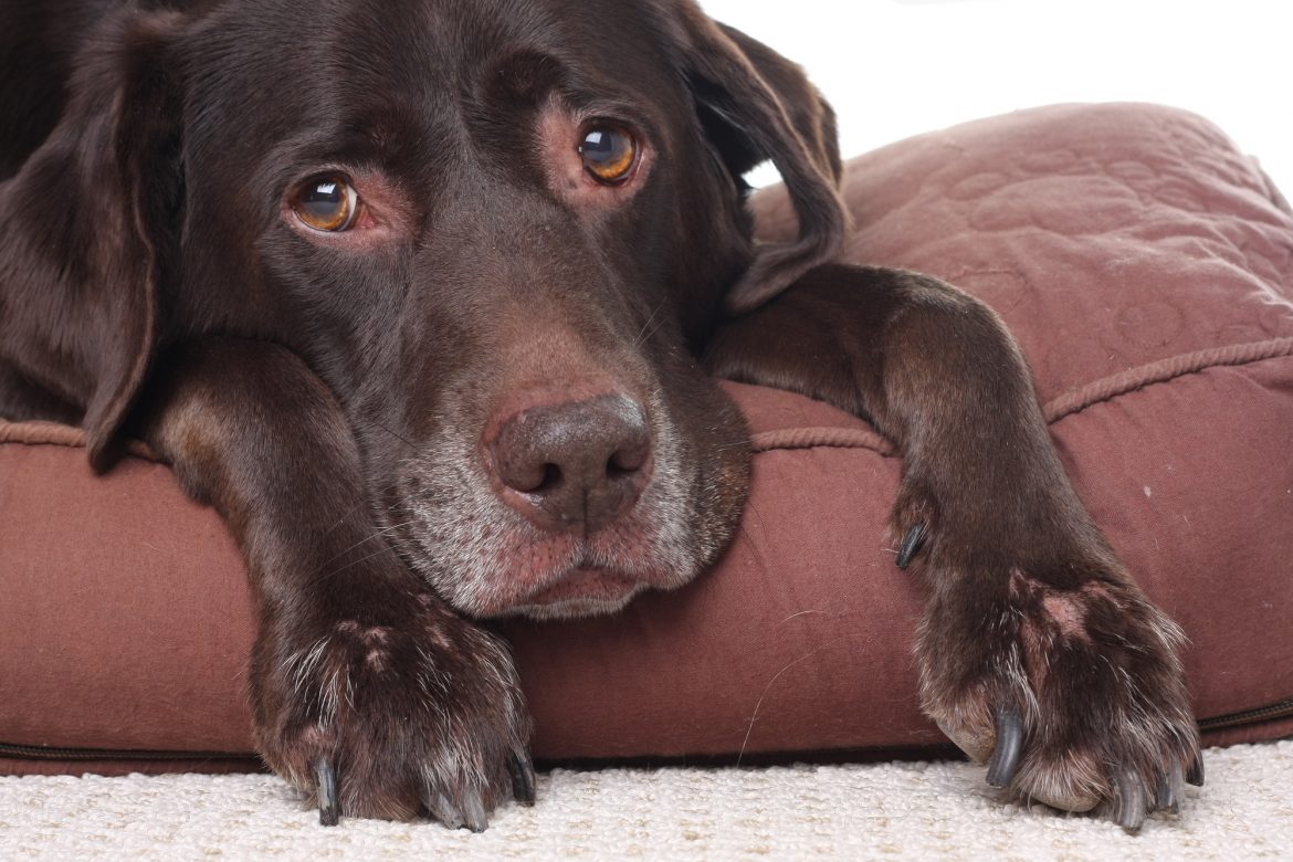 Alzheimer Canino – Cuidando da Velhice do meu Cão
