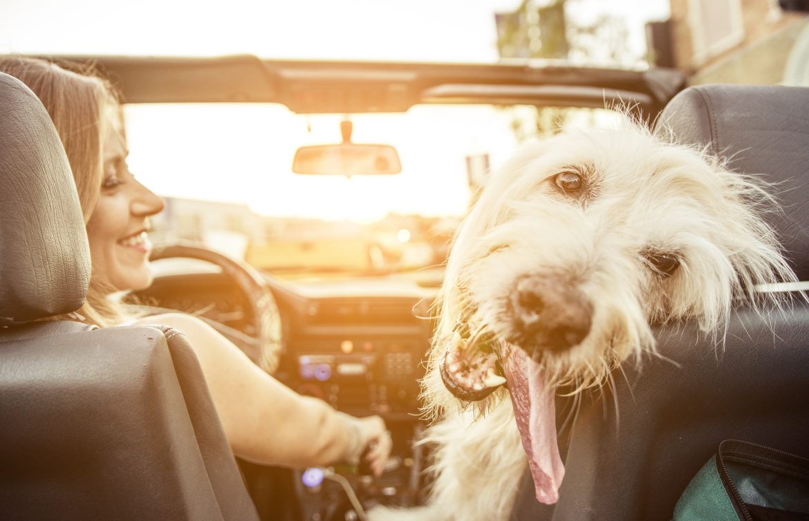 Como viajar com seu cão? Dicas de Transporte