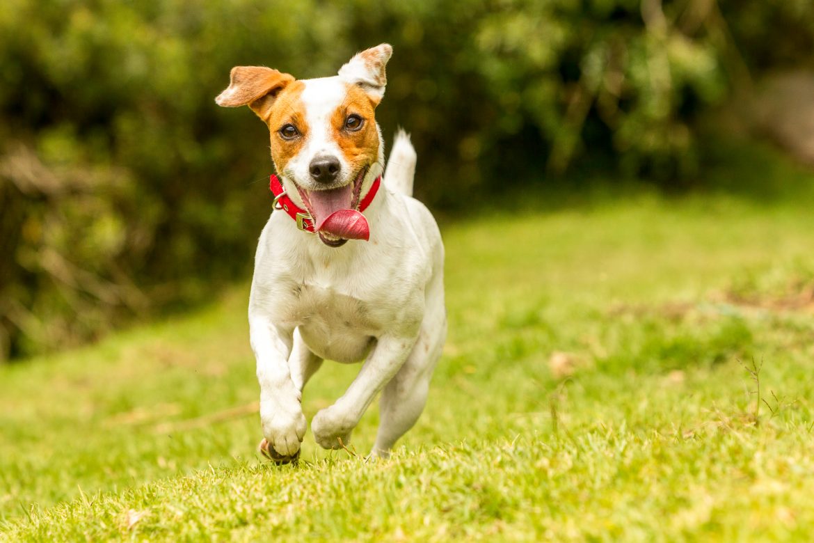 Fisioterapia para Cachorro Voltar a Andar – Funciona!