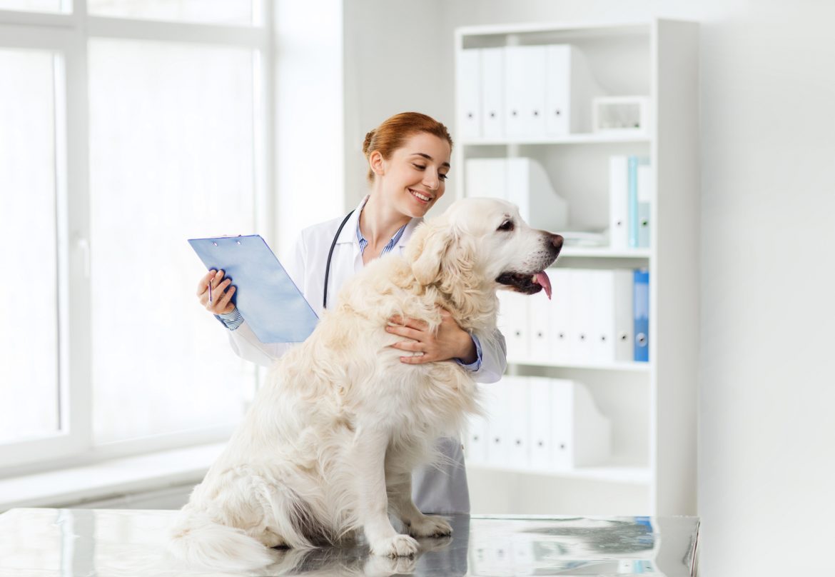 Hipotireoidismo em Cães – Entenda por Completo