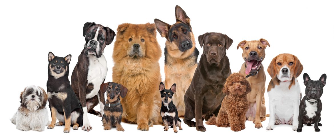 Raças de Cachorro – Como Escolher Corretamente?