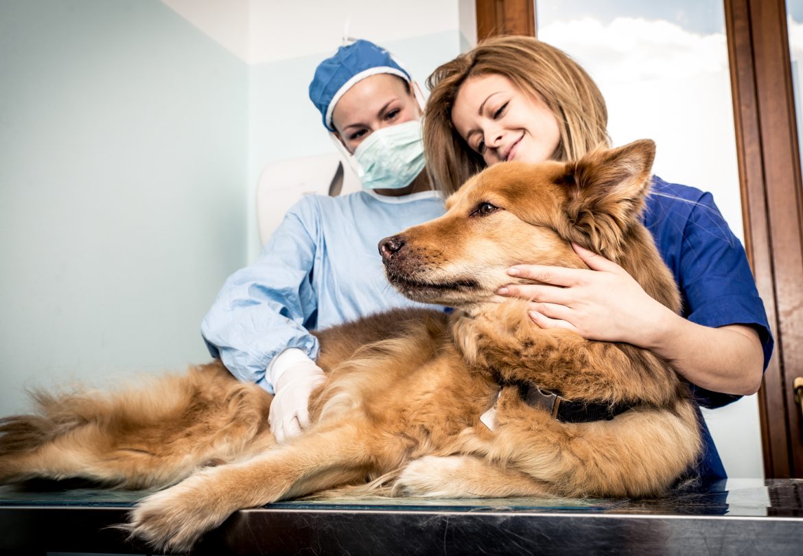 Sopro Cardíaco em Cães – Identificando o Problema