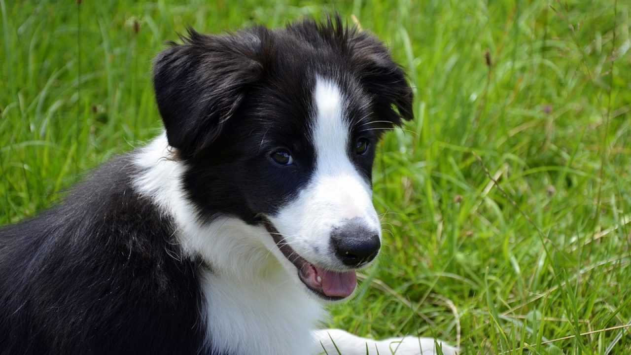 Border Collie: conheça tudo sobre a raça