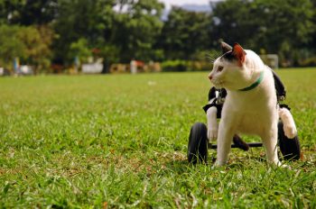 Cadeira de rodas para gato: vida ativa para seu pet