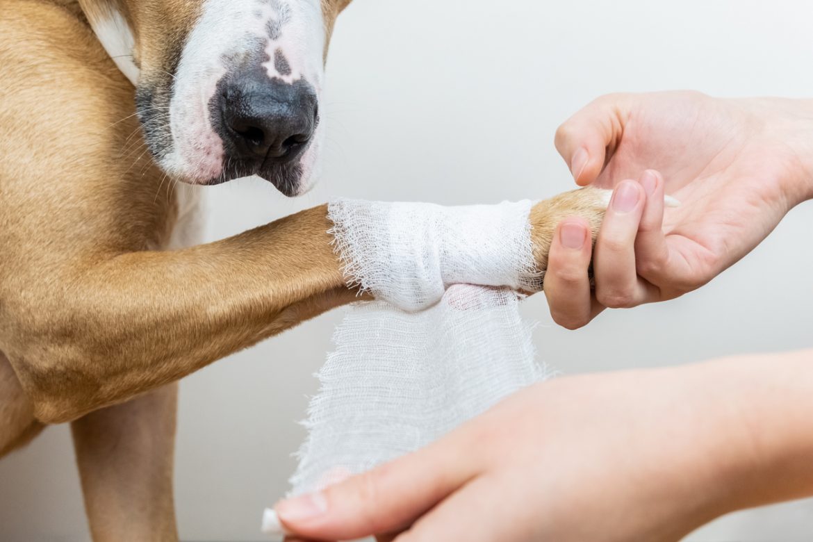 Bandagem elástica para cachorro: para que serve?