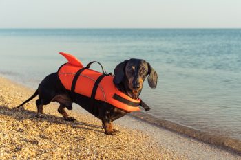 Natação para cachorros: benefícios e cuidados