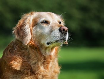 Doenças em cães idosos: conheça as principais!