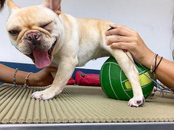 Fisiatria Veterinária – Conheça os Principais Tratamentos