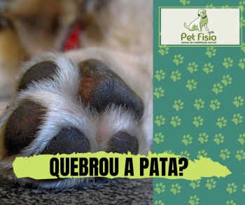 Como Saber se o Cachorro Quebrou a Pata?