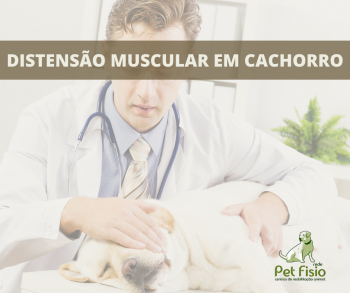 Distensão Muscular em Cachorro: Causas e Tratamento