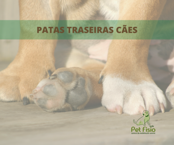 Cachorro com Dificuldade em Andar nas Patas Traseiras