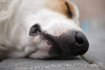 Cachorro com Fratura na Coluna tem Cura?