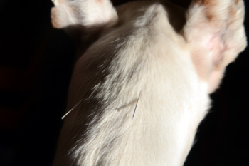 Acupuntura Veterinária: Saiba Tudo Sobre essa Especialidade