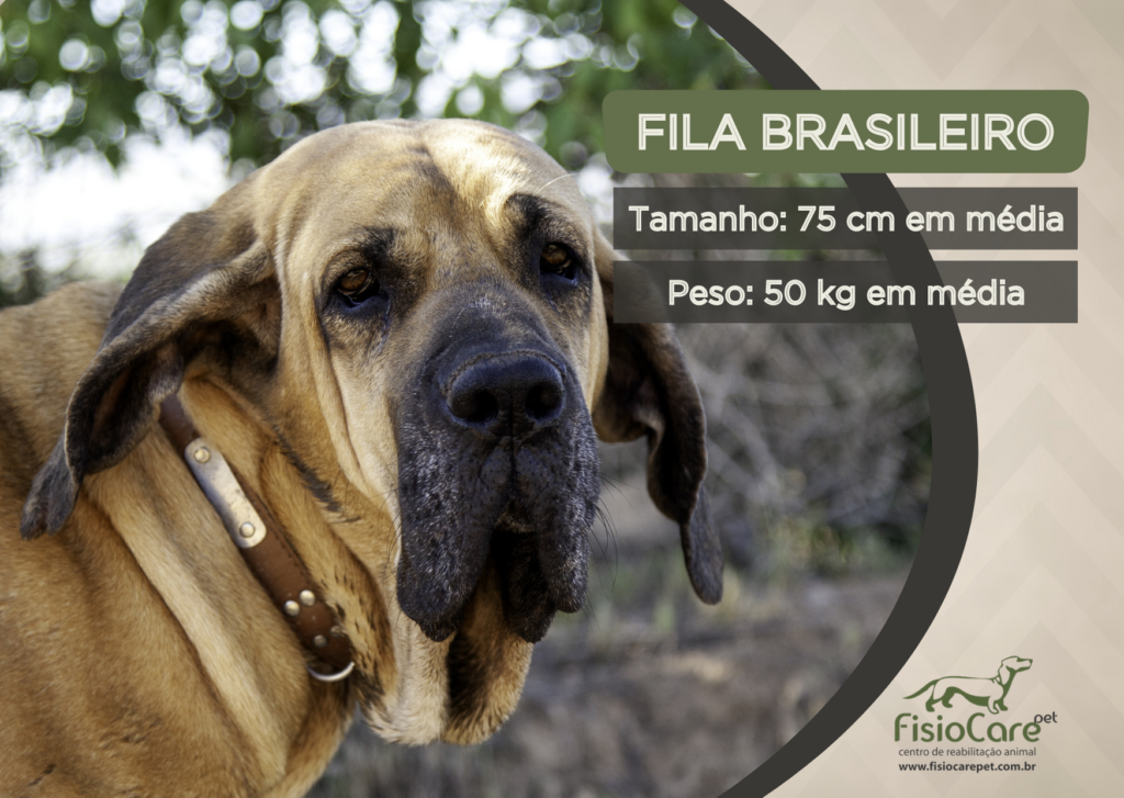 10 curiosidades incríveis sobre os cães da raça fila brasileiro