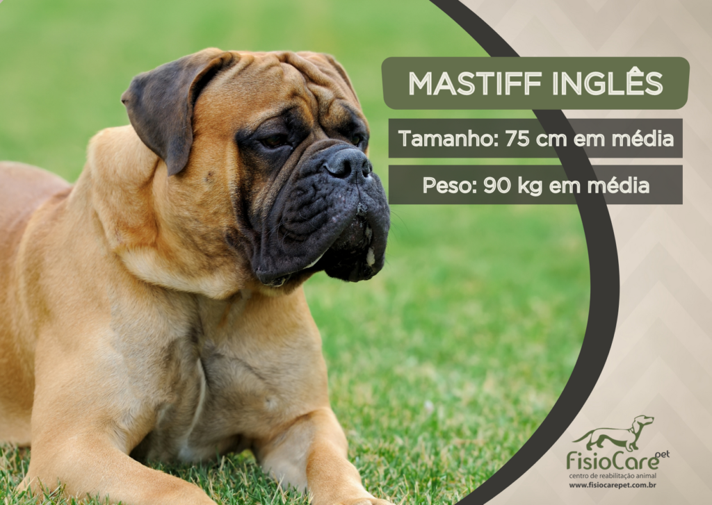 Foto de Dois Filhotes De Fila Brasileira Se Divertindo e mais