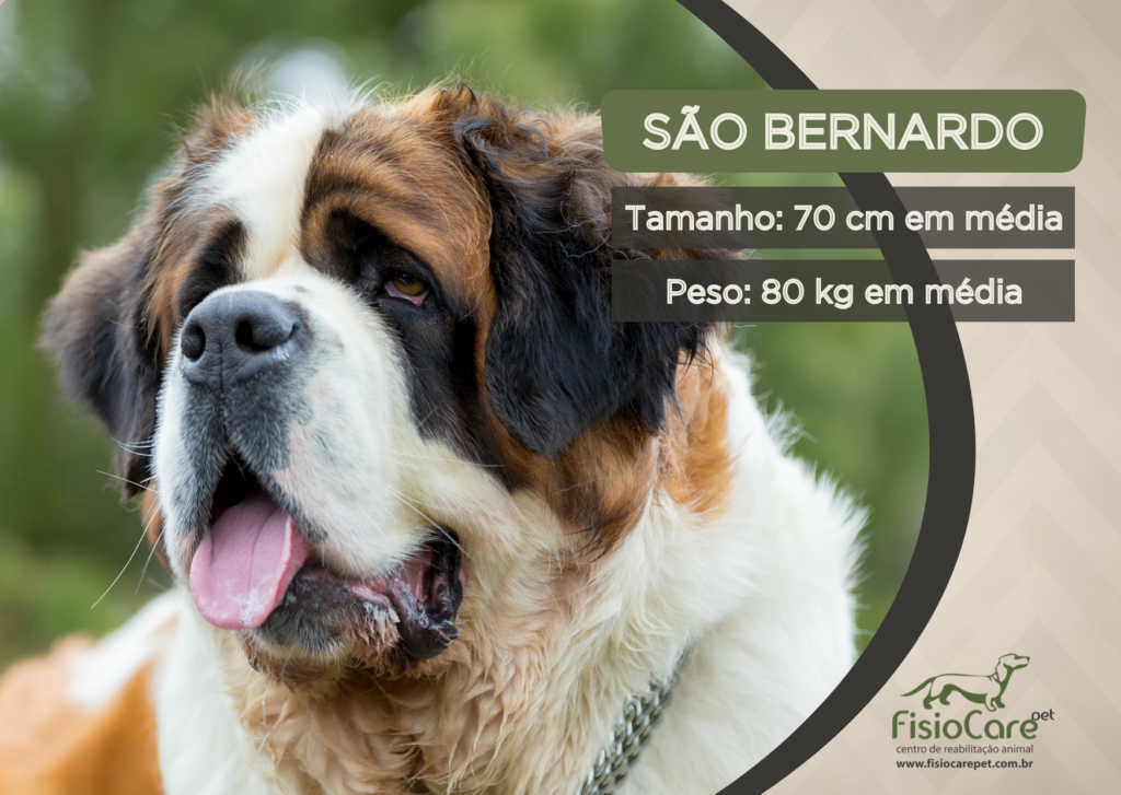São Bernardo; Uma raça de cachorro gigante e carinhosa