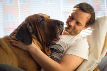 10 raças de Cachorros Grandes e Gigantes: Conheça os Principais